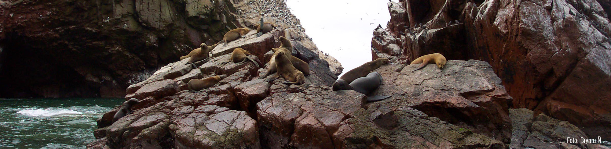 Tour Islas Ballestas Chincha