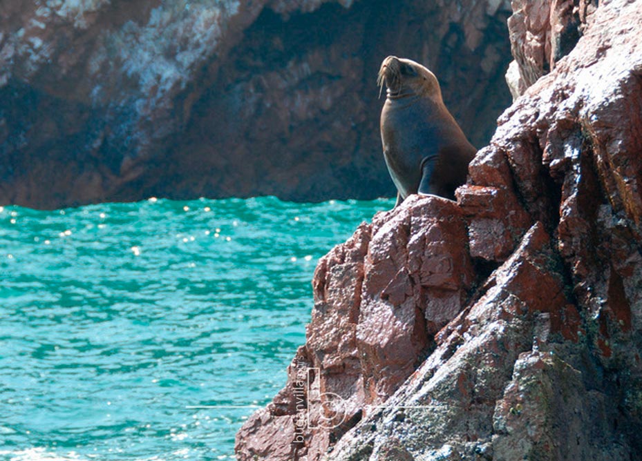 Tour Islas Ballestas Chincha